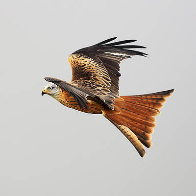 Bird Wall Art featuring the photograph Red Kite Soaring by Grant Glendinning