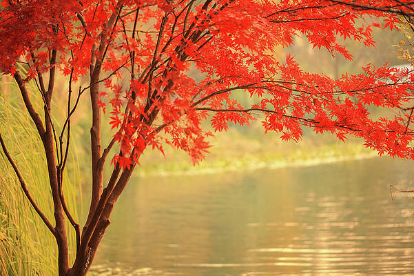 Wall Art featuring the photograph Red Maple Besides River by Uschools