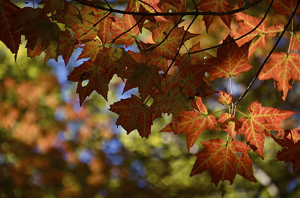 Michigan Wall Art featuring the photograph Red Maple Canopy by Owen Weber