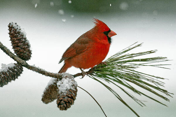 Photograph - Red On White by Jim E Johnson
