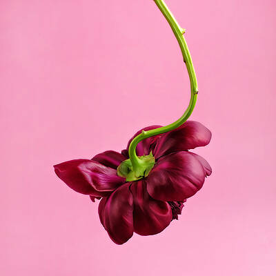 Elegant Crimson Flower Against Pink Wall Art