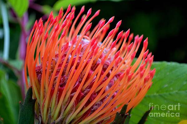 Photograph - Red Pin Cushion by Scott Lyons