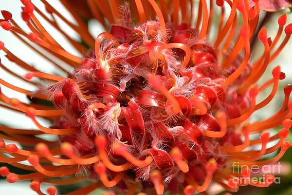 Photograph - Red Pincushion Close Up by Scott Lyons