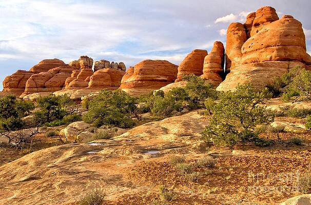 Wall Art featuring the photograph Red Rock Needles by Adam Jewell