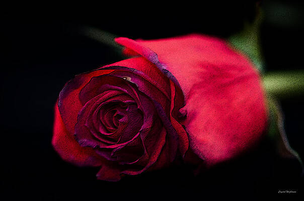 Color Photograph - Red Rose by Crystal Wightman