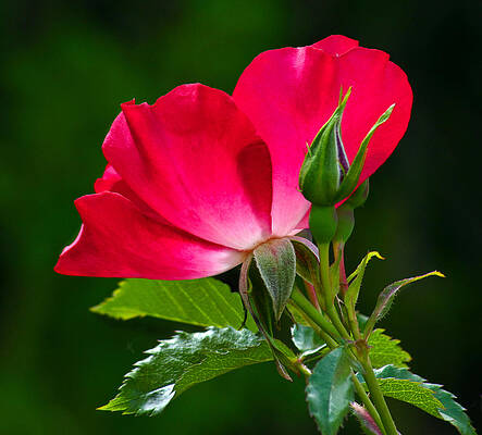 Wild Wall Art featuring the photograph Red Rose by Jean Noren
