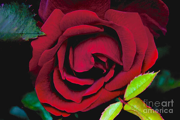 Spring Wall Art featuring the  Red Rose by William Norton
