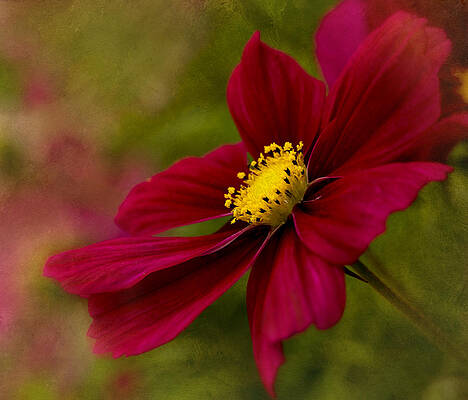 Flower Photograph - Red Sensation by Mary Jo Allen
