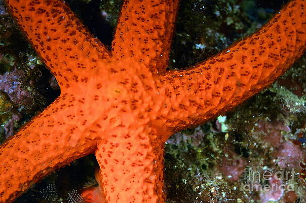 Animal Wall Art featuring the photograph Red Starfish Echinaster Sepositus On A Rock by Sami Sarkis Photography