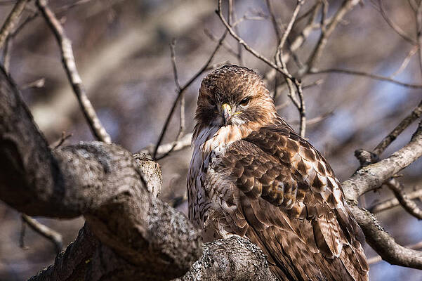 Wall Art featuring the photograph Red-Tail Hawk Stare by Jeff Sinon