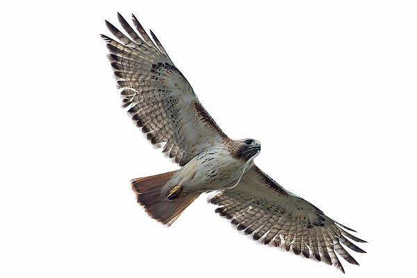 Wisconsin Photograph - Red-tailed Hawk In Arboretum2 by Natural Focal Point Photography