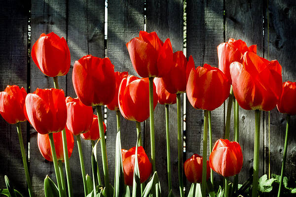 Vibrant Red Tulips in Sunlight Wall Art