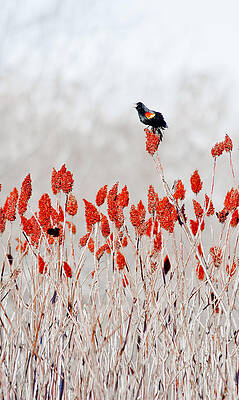 Wildlife Photograph - Red Winged Blackbird On Sumac by Steven Ralser