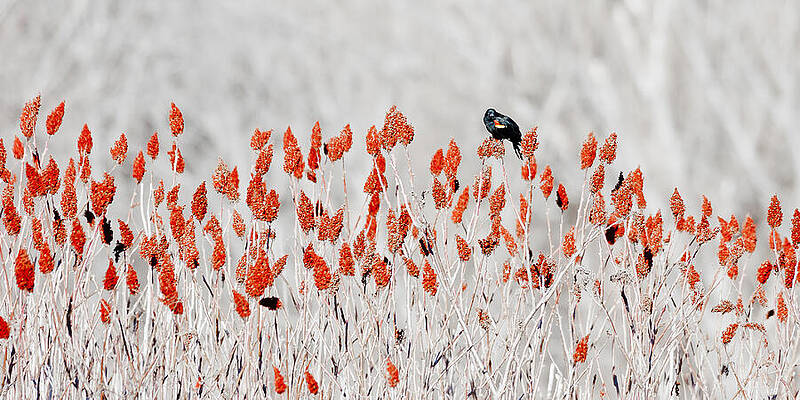 Wildlife Photograph - Red-winged Blackbird by Steven Ralser