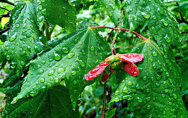 Natural Photograph - Red Winged Vine Maple Seeds by Mary Jo Allen