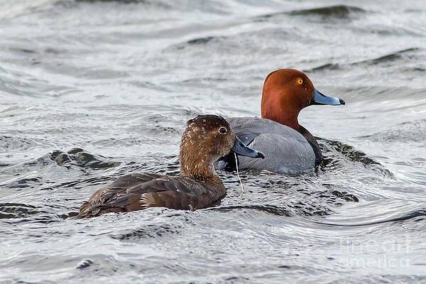 Marsh Photograph - RedHead Ducks In Horicon Marsh by Natural Focal Point Photography