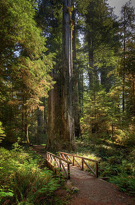 Serene Redwood Forest Pathway Wall Art