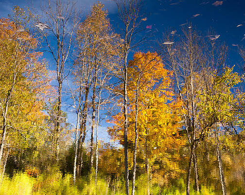 Fall Wall Art featuring the photograph Reflection Of Fall Leaves by Steven Heap