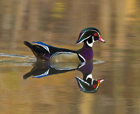 Photograph - Reflections by Jim E Johnson