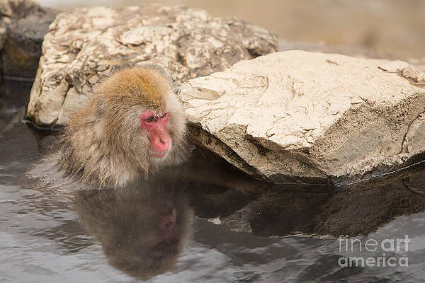 Winter Photograph - Reflections by Natural Focal Point Photography