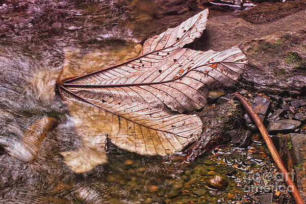 Wall Art featuring the photograph Reflections Of Nature by Mary Lou Chmura