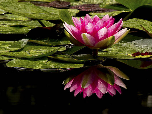 Water Wall Art featuring the photograph Reflective Hardy Water Lily by Jean Noren