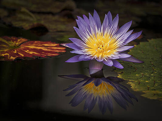 Water Wall Art featuring the photograph Reflective Water Lily Still Life by Jean Noren