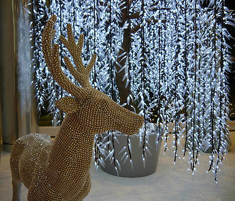 White Photograph - Reindeer Bling by Richard Reeve