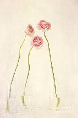Elegant Ranunculus Trio Wall Art