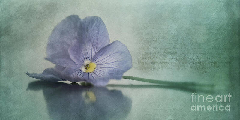 Calming Blue Pansy Flower Wall Art
