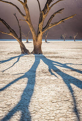 National Wall Art featuring the photograph Return Of The Shadow Of The Camel Thorn - Dead Vlei Photograph by Duane Miller