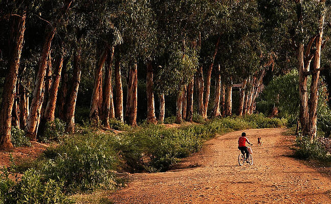 Summer Photograph - Returning Home by Mary Jo Allen