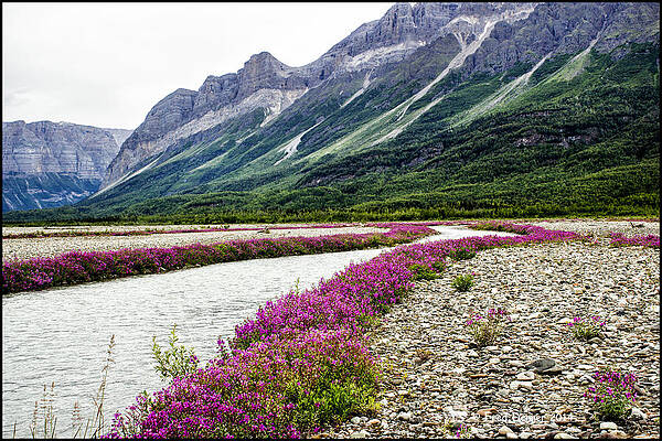 Photograph - River Beauties by Fred Denner