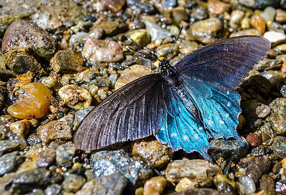 Blue Photograph - River Butterfly by David Hart