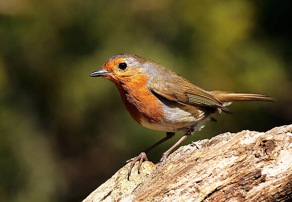Bird Wall Art featuring the photograph Robin by Grant Glendinning