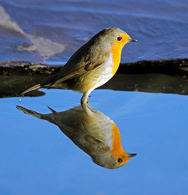 Bird Wall Art featuring the photograph Robin In Water by Grant Glendinning