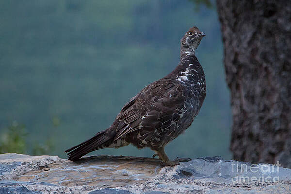 Glacier National Park Photograph - Rock Ptarmigan by Natural Focal Point Photography
