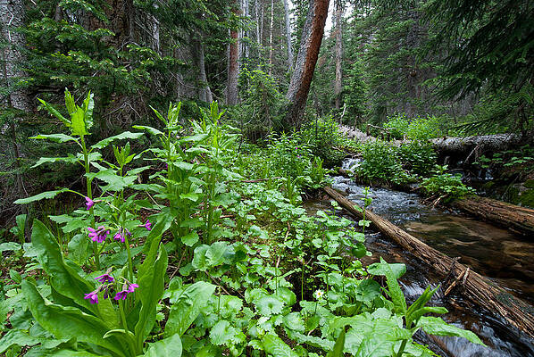 Rocky Mountain National Park Photograph - Rocky Mountain Forest Detail by Cascade Colors