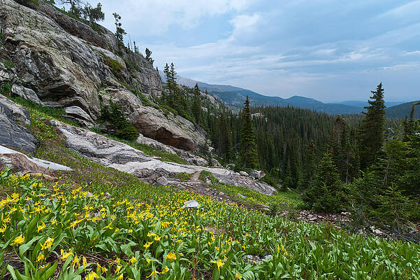 Rocky Mountain National Park Photograph - Rocky Mountain Summer by Cascade Colors
