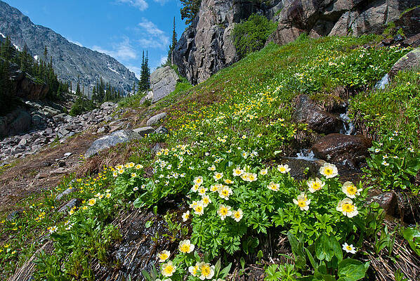 Rocky Mountain National Park Photograph - Rocky Mountain Summer Landscape by Cascade Colors