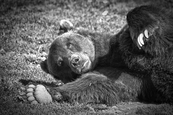 Bear Wall Art featuring the photograph Roly Poly by Ghostwinds Photography