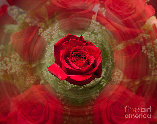 Beautiful Photograph - Romantic Red Rose Swirl by Steven Heap