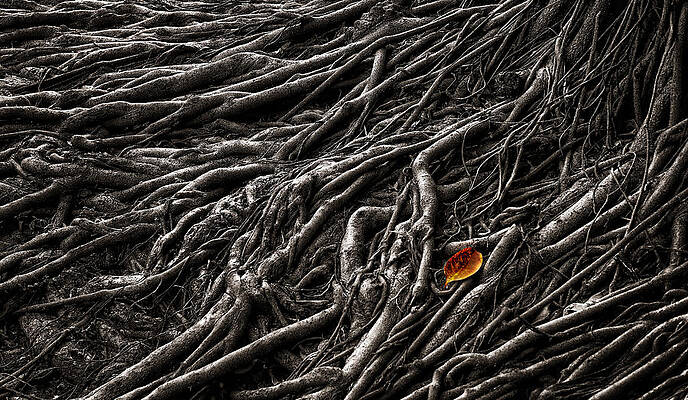 Nature Wall Art featuring the photograph Roots 2 by Mary Jo Allen