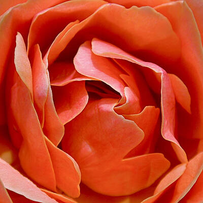 Beautiful Photograph - Rose Abstract by Rona Black
