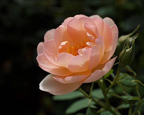 Beautiful Photograph - Rose Blush by Rona Black