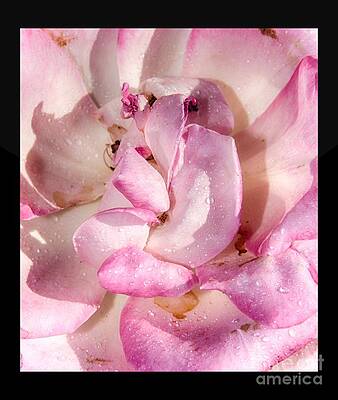 Vibrant Photograph - Rose Close-Up by Stefano Senise