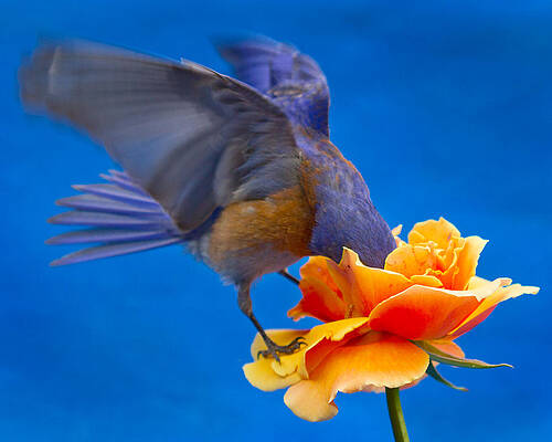Bluebird Perching on an Orange Rose Wall Art