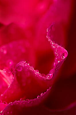 Bloom Wall Art featuring the photograph Rose Petal Rain by Mary Jo Allen