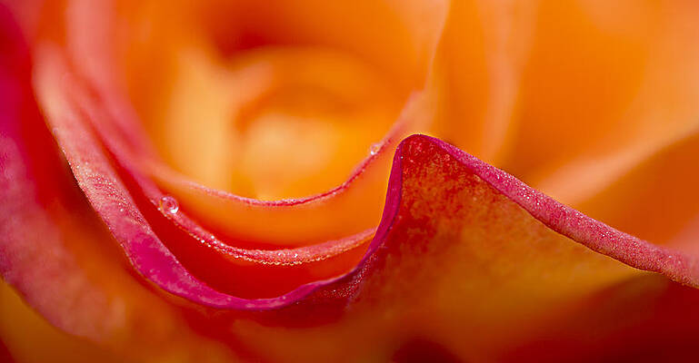 Delicate Photograph - Rose Petal Waves by Mary Jo Allen