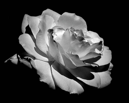 Wall Art featuring the photograph Rose by Rona Black